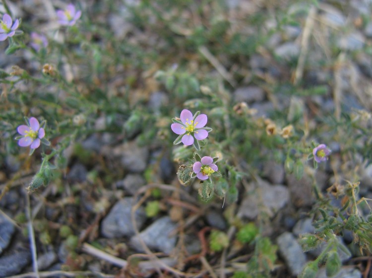 Spergularia rubra